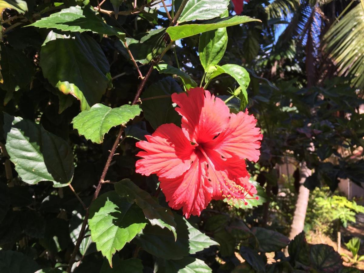 דירה La Vida Selfcatering Apartements *